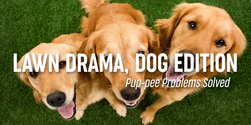 The Ruff Truth About Dog Pee Spots & Grass (Plus Easy Fixes!)