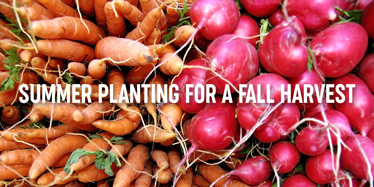 Sow Now, Reap Later: A Guide to Summer Planting for Fall Harvest