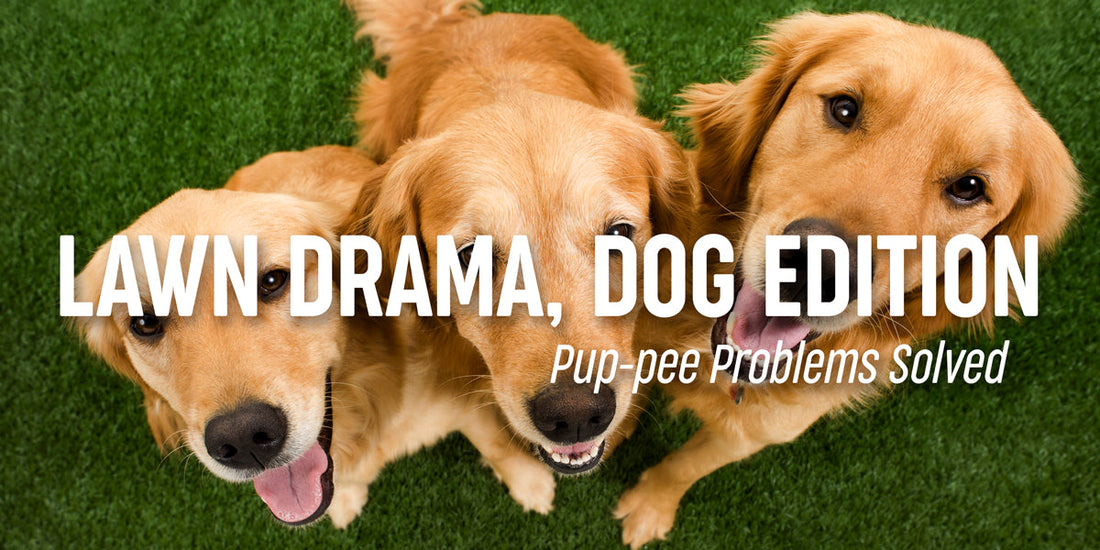 The Ruff Truth About Dog Pee Spots & Grass (Plus Easy Fixes!)