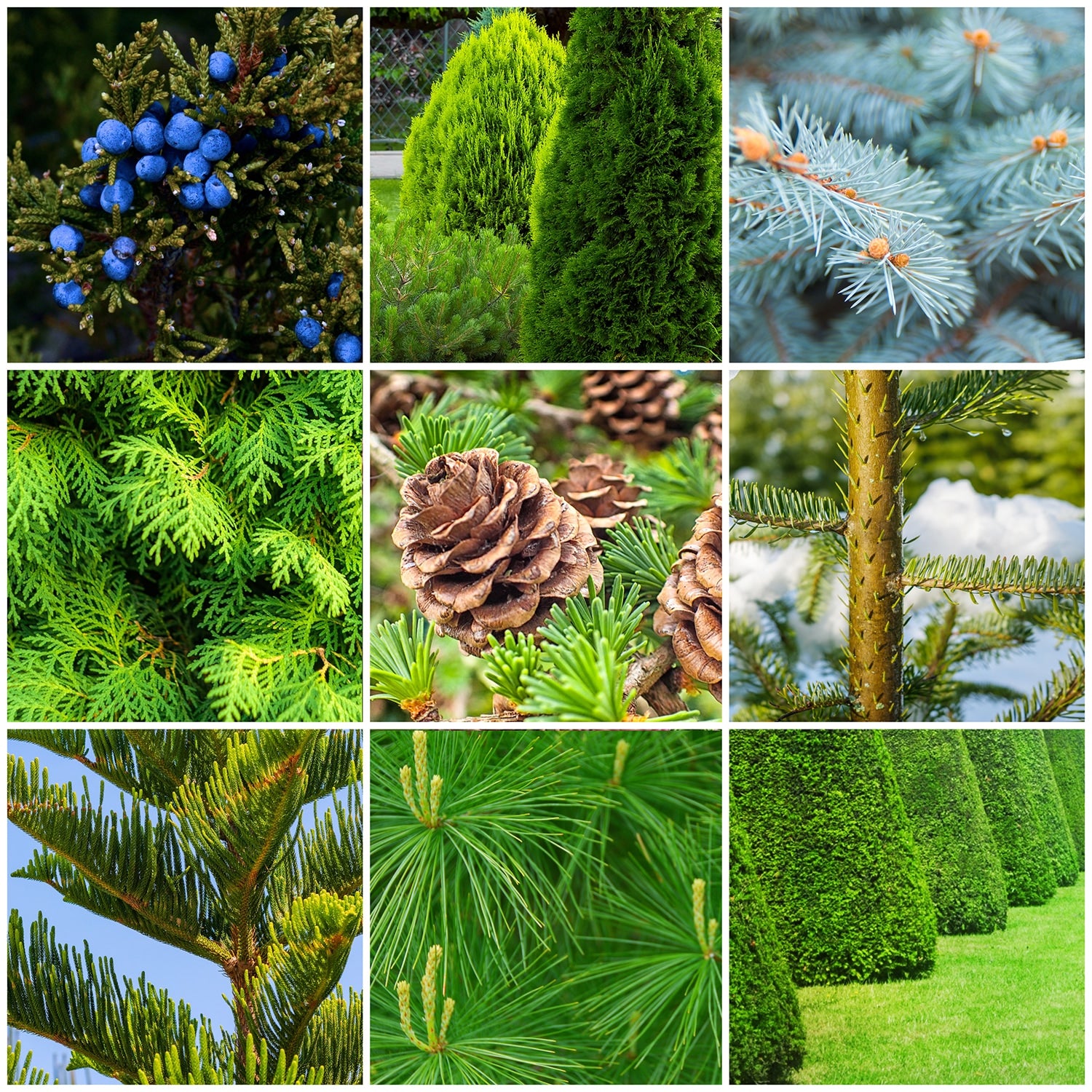 Grid of pictures that evergreen spikes can be used with 