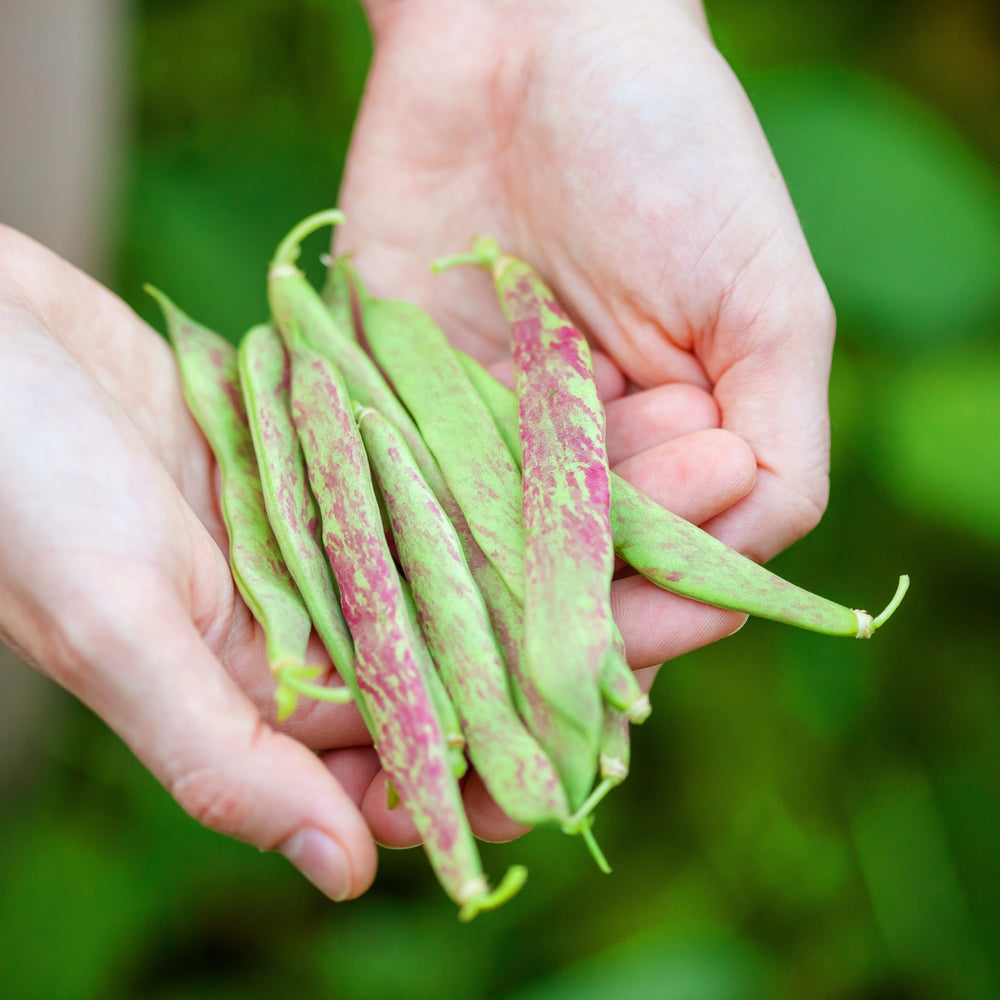 Purely Organic Pinto Beans - USDA Organic, Non-GMO, Open Pollinated, Heirloom, USA Origin, Vegetable Seeds