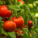 Purely Organic Ponderosa Red Beefsteak Tomato Seeds - USDA Organic, Non-GMO, Open Pollinated, Heirloom, USA Origin, Vegetable Seeds