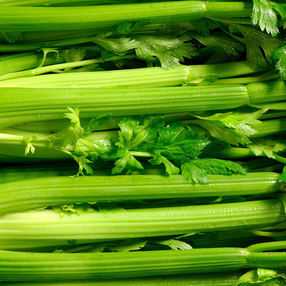 Purely Organic Utah Tall Celery Seeds - USDA Organic, Non-GMO, Open Pollinated, Heirloom, USA Origin, Vegetable Seeds