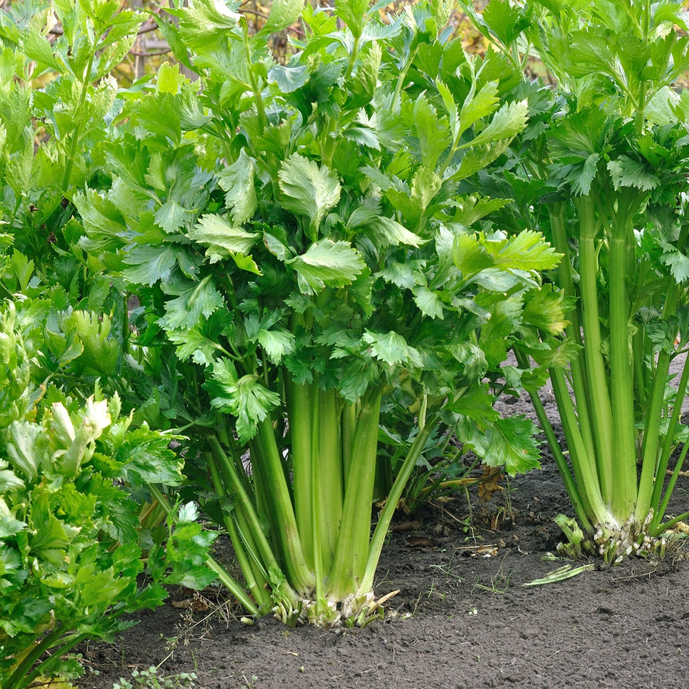 Purely Organic Utah Tall Celery Seeds - USDA Organic, Non-GMO, Open Pollinated, Heirloom, USA Origin, Vegetable Seeds