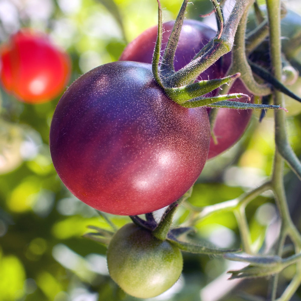 Purely Organic Cherokee Purple Tomato Seeds - USDA Organic, Non-GMO, Open Pollinated, Heirloom, Vegetable Seeds