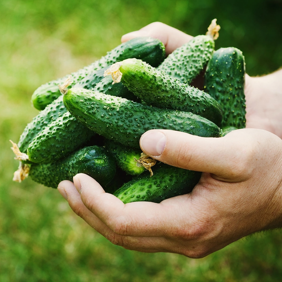 Hands holding cucumbers 