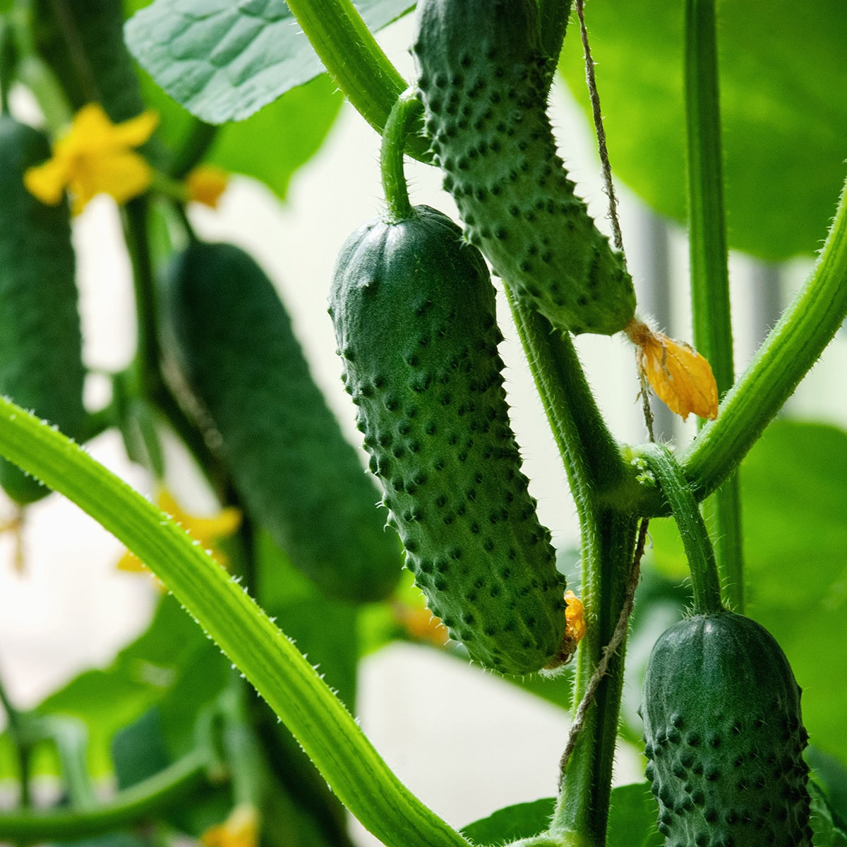 Cucumbers growing on a vine 