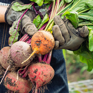 Purely Organic Golden Detroit Beet Seeds - USDA Organic, Non-GMO, Open Pollinated, Heirloom, USA Origin, Vegetable Seeds