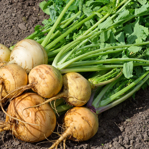 Turnips Picked 
