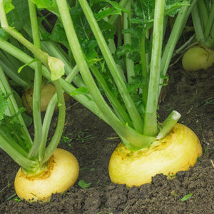 Purely Organic Golden Globe Turnip Seeds - USDA Organic, Non-GMO, Open Pollinated, Heirloom, Vegetable Seeds