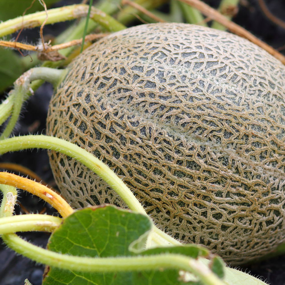 Purely Organic Hales Best Jumbo Cantaloupe Seeds - USDA Organic, Non-GMO, Open Pollinated, Heirloom, USA Origin, Fruit Seeds