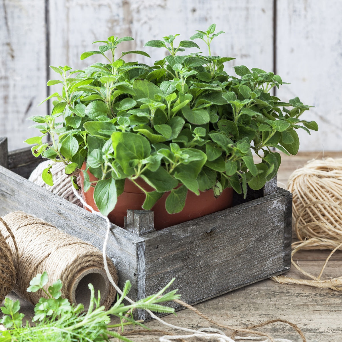 Oregano growing in a terracotta pot 