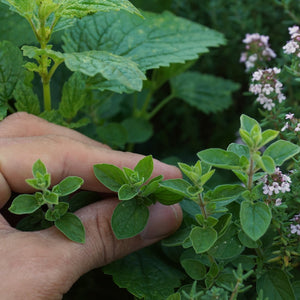 Purely Organic Common Italian Oregano Seeds