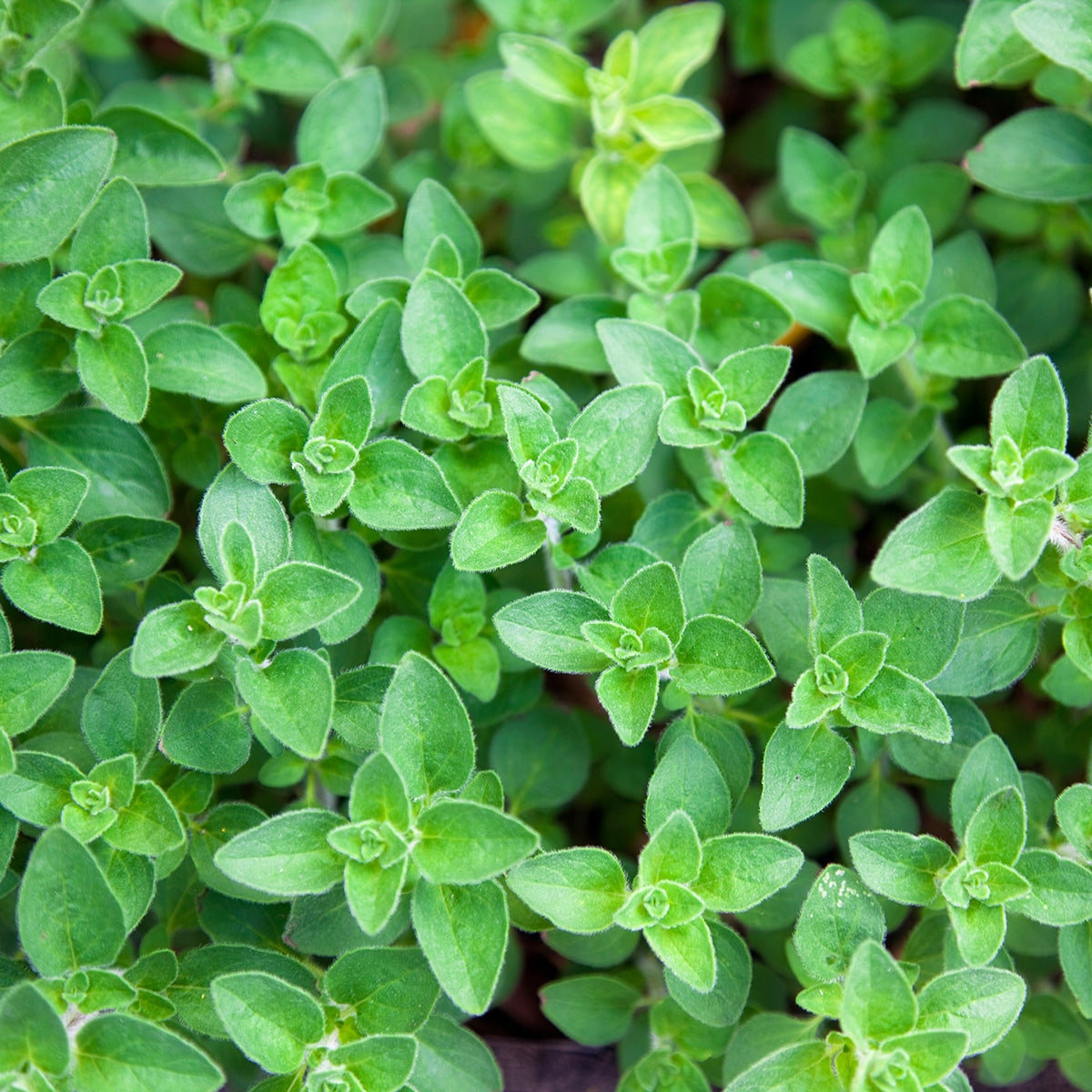 Oregano Growing 