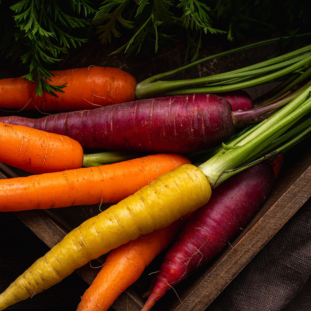 Purely Organic Rainbow Blend Carrot Seeds - USDA Organic, Non-GMO, Open Pollinated, Heirloom, USA Origin, Vegetable Seeds