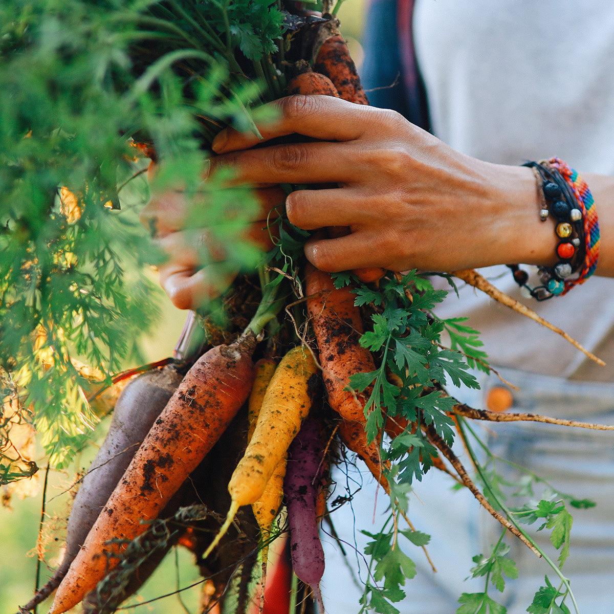 Hands holding fresh picked carrots 