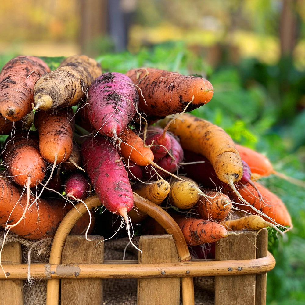 Purely Organic Rainbow Blend Carrot Seeds - USDA Organic, Non-GMO, Open Pollinated, Heirloom, USA Origin, Vegetable Seeds