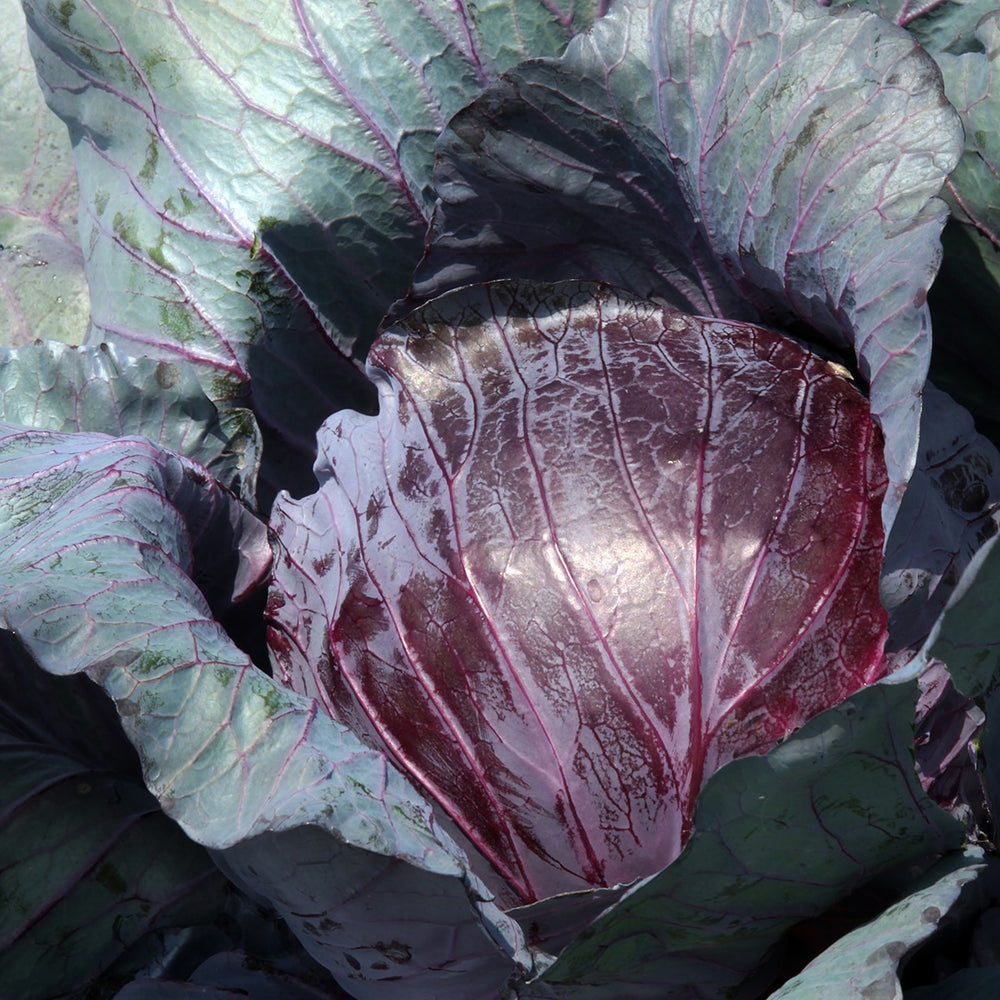 Purely Organic Red Acre Cabbage Seeds - USDA Organic, Non-GMO, Open Pollinated, Heirloom, USA Origin, Vegetable Seeds