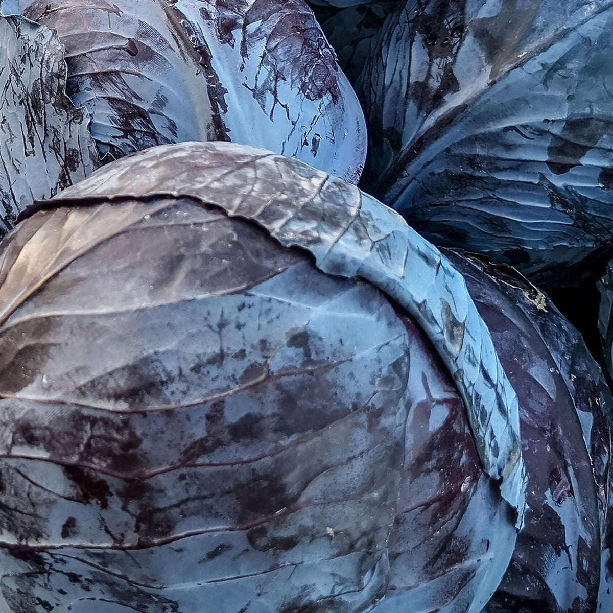 Close View of Red Cabbage 