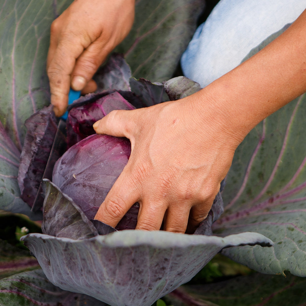 Purely Organic Red Acre Cabbage Seeds - USDA Organic, Non-GMO, Open Pollinated, Heirloom, USA Origin, Vegetable Seeds