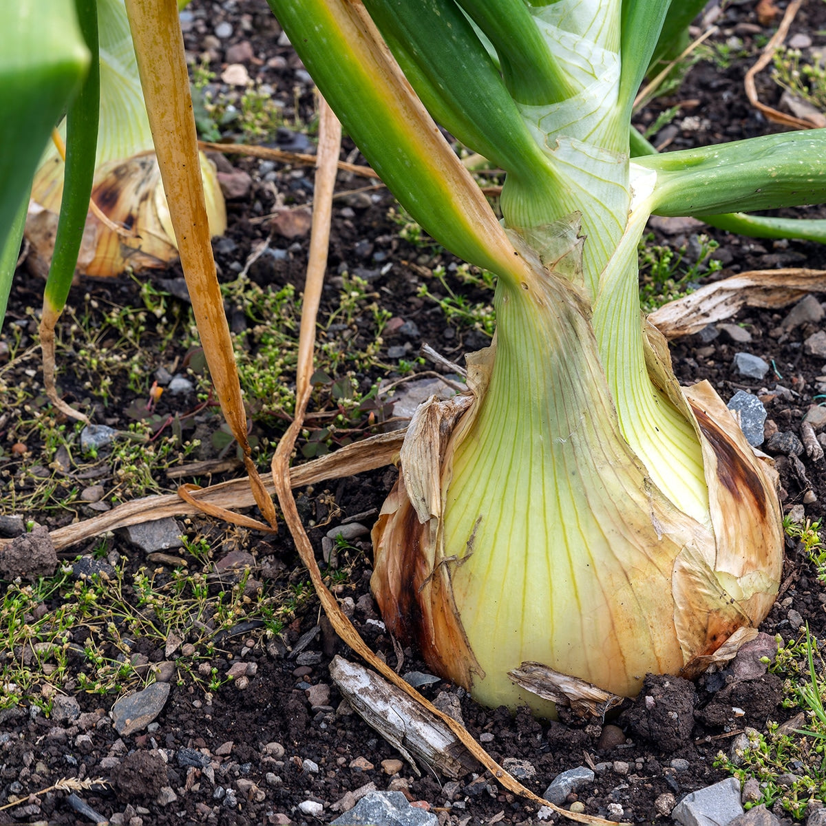 Walla Walla Onions Growing 