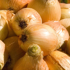 Purely Organic Walla Walla Onion Seeds - USDA Organic, Non-GMO, Open Pollinated, Heirloom, USA Origin, Vegetable Seeds