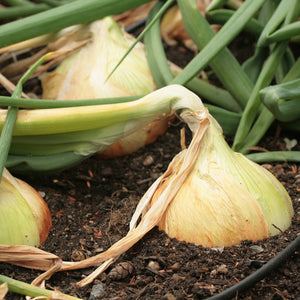 Purely Organic Walla Walla Onion Seeds - USDA Organic, Non-GMO, Open Pollinated, Heirloom, USA Origin, Vegetable Seeds