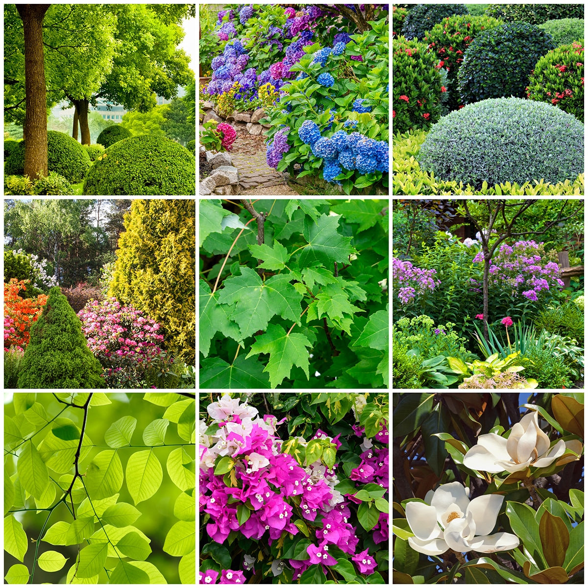 nine outdoor pictures trees, flowers and shrubs 