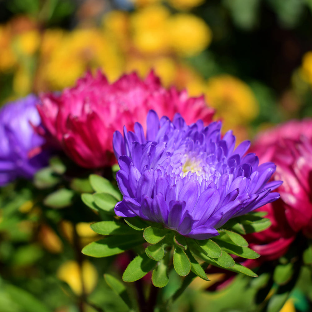 The Old Farmer's Almanac Powder Puff Mix Aster Seeds - Premium Non-GMO, Open Pollinated, USA Origin, Flower Seeds