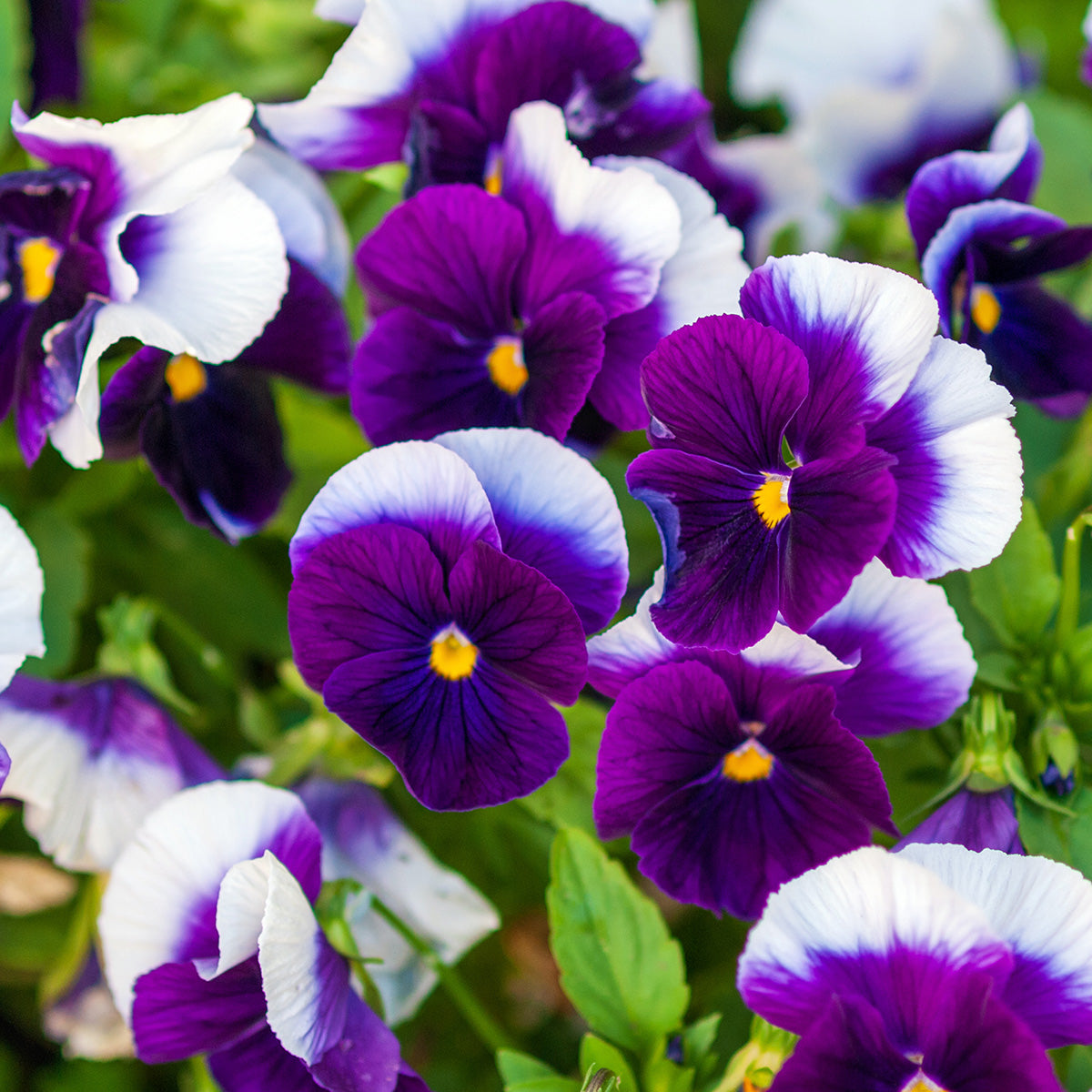Viola Flowers Growing 