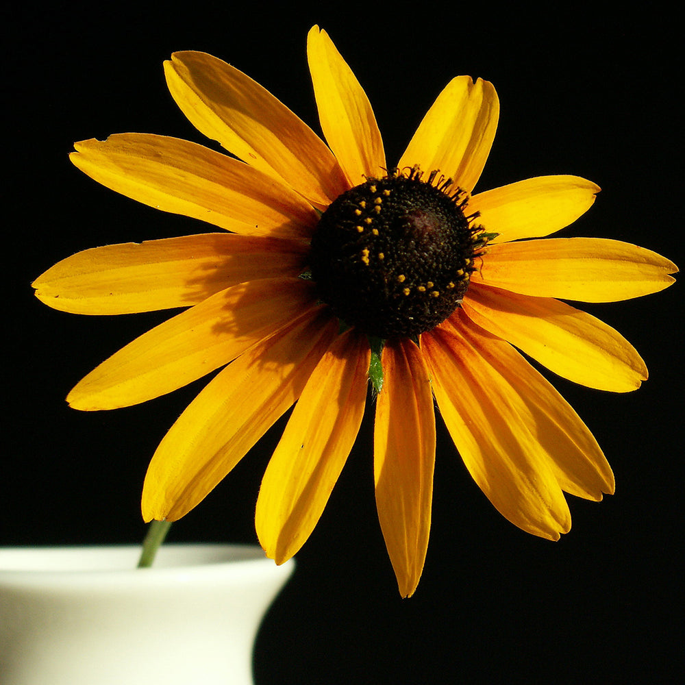 The Old Farmer's Almanac Rudbeckia Black Eyed Susan Seeds - Premium Non-GMO, Open Pollinated, USA Origin, Flower Seeds