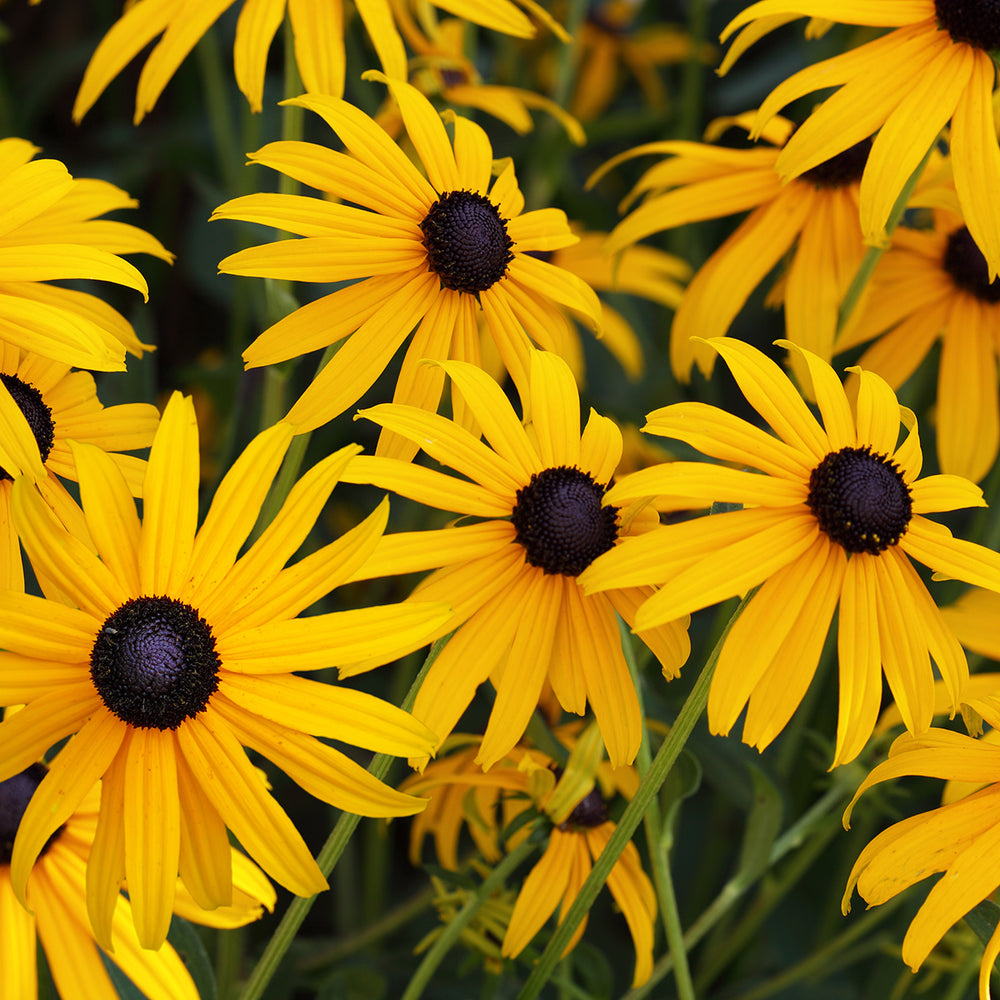 The Old Farmer's Almanac Rudbeckia Black Eyed Susan Seeds - Premium Non-GMO, Open Pollinated, USA Origin, Flower Seeds