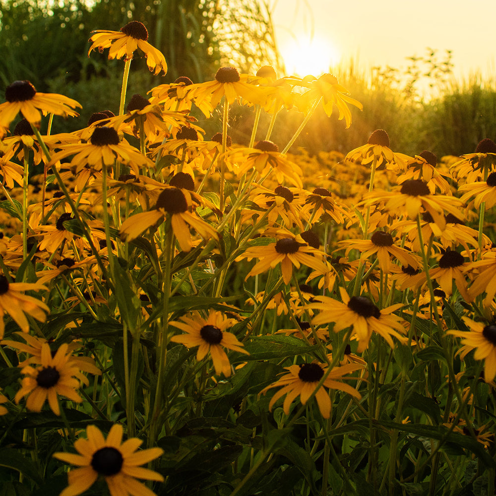 The Old Farmer's Almanac Rudbeckia Black Eyed Susan Seeds - Premium Non-GMO, Open Pollinated, USA Origin, Flower Seeds