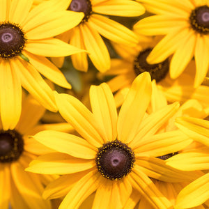 The Old Farmer's Almanac Rudbeckia Black Eyed Susan Seeds - Premium Non-GMO, Open Pollinated, USA Origin, Flower Seeds