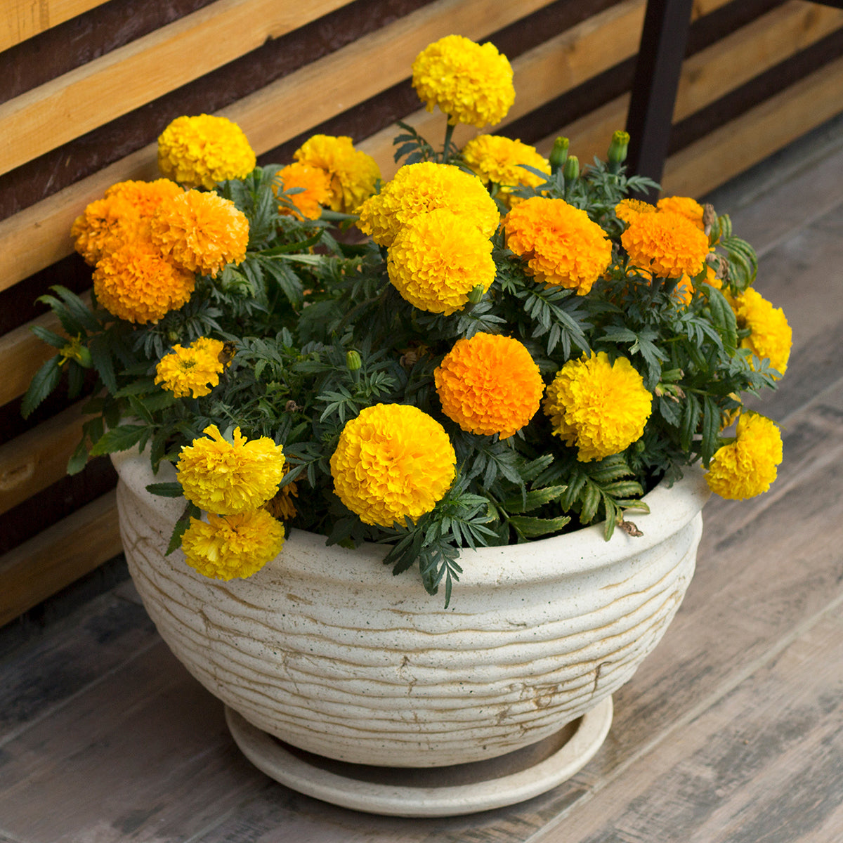 Marigolds Growing In Pot 