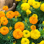 The Old Farmer's Almanac Crackerjack Mix Marigold Seeds - Premium Non-GMO, Open Pollinated, Flower Seeds