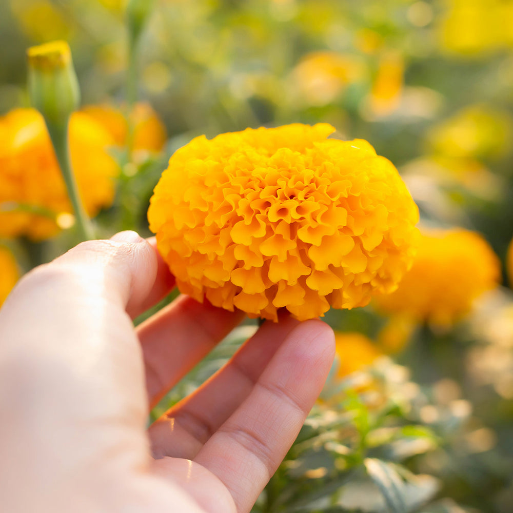 The Old Farmer's Almanac Crackerjack Mix Marigold Seeds - Premium Non-GMO, Open Pollinated, Flower Seeds