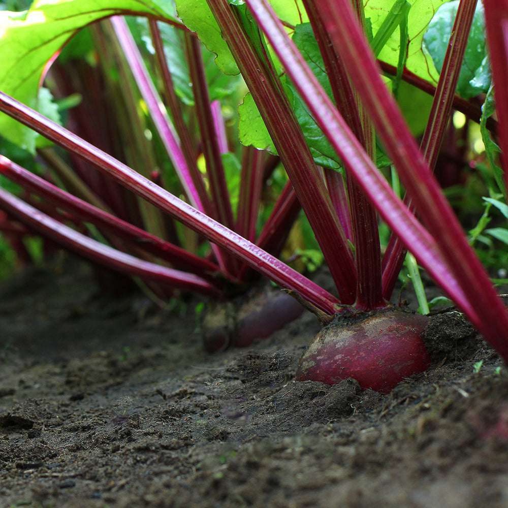 The Old Farmer's Almanac Heirloom Detroit Dark Red Beet Seeds - Premium Non-GMO, Open Pollinated, USA Origin, Vegetable Seeds