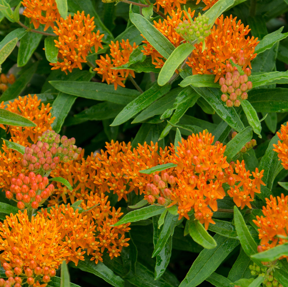 The Old Farmer's Almanac Butterfly Milkweed Seeds - Premium Non-GMO, Open Pollinated, USA Origin, Flower Seeds