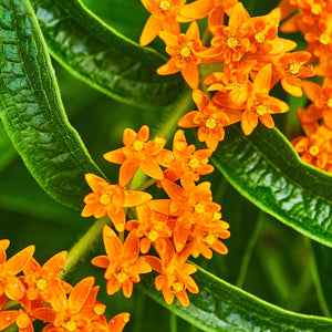 The Old Farmer's Almanac Butterfly Milkweed Seeds - Premium Non-GMO, Open Pollinated, USA Origin, Flower Seeds