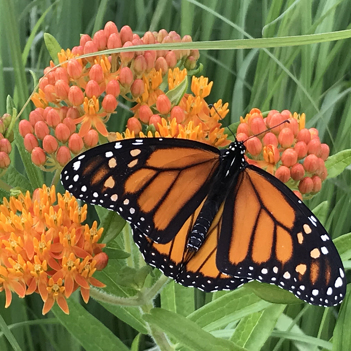 Butterfly on Milkweed Plant 