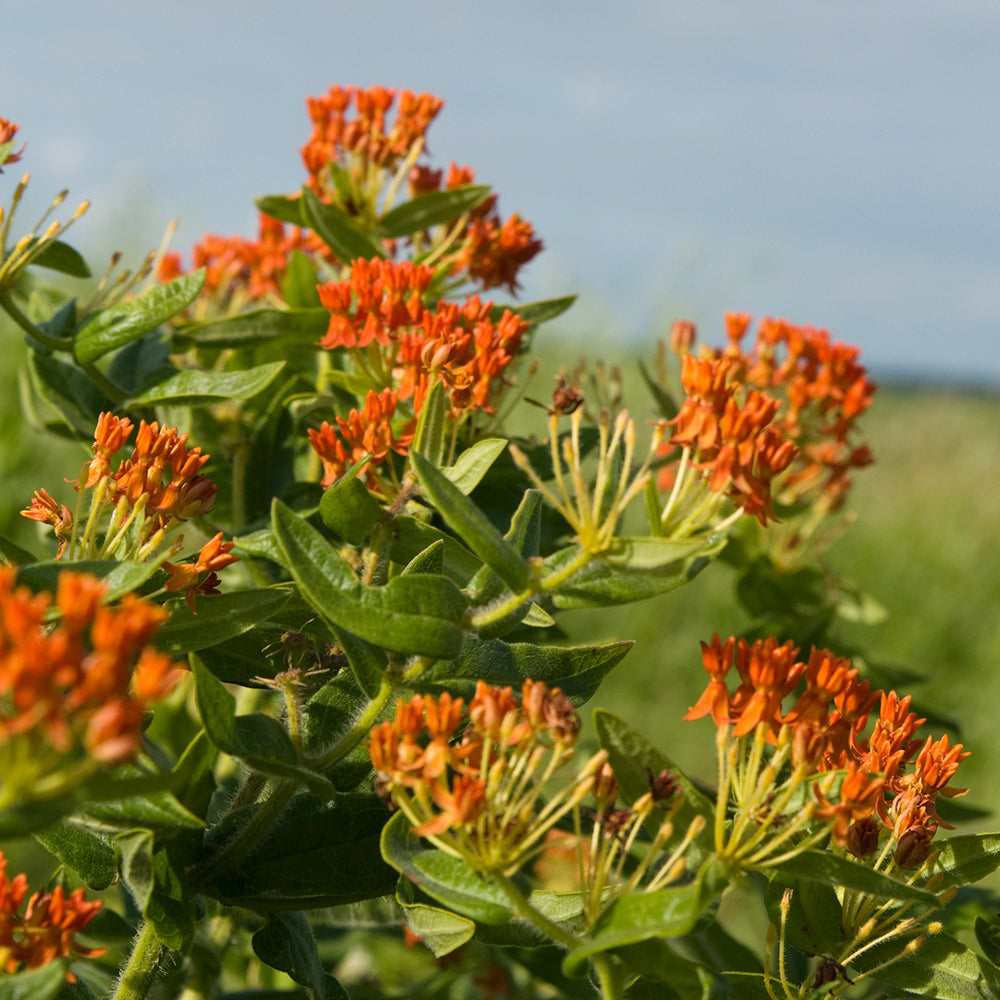 The Old Farmer's Almanac Butterfly Milkweed Seeds - Premium Non-GMO, Open Pollinated, USA Origin, Flower Seeds