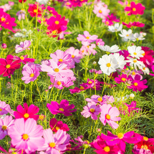 The Old Farmer's Almanac Cosmos Sensation Mix Seeds - Premium Non-GMO, Open Pollinated, Flower Seeds