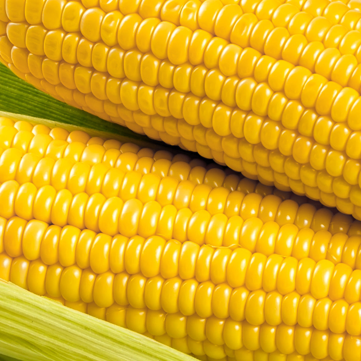 Corn Close Up 