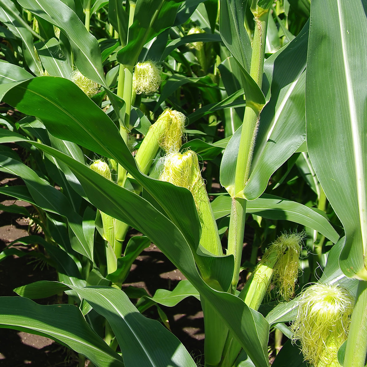 Corn Growing 