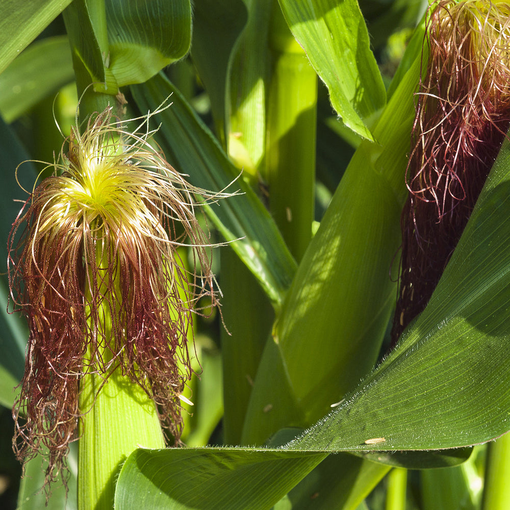 The Old Farmer's Almanac Heirloom Golden Bantam Sweet Corn Seeds - Premium Non-GMO, Open Pollinated, Vegetable Seeds