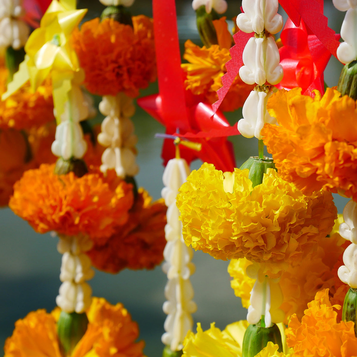 Marigolds Drying 