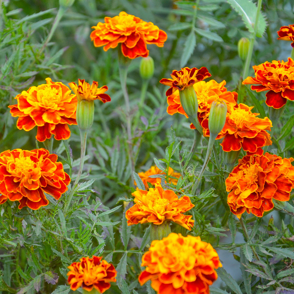 The Old Farmer's Almanac Petite Mixture Marigold Seeds - Premium Non-GMO, Open Pollinated, USA Origin, Flower Seeds