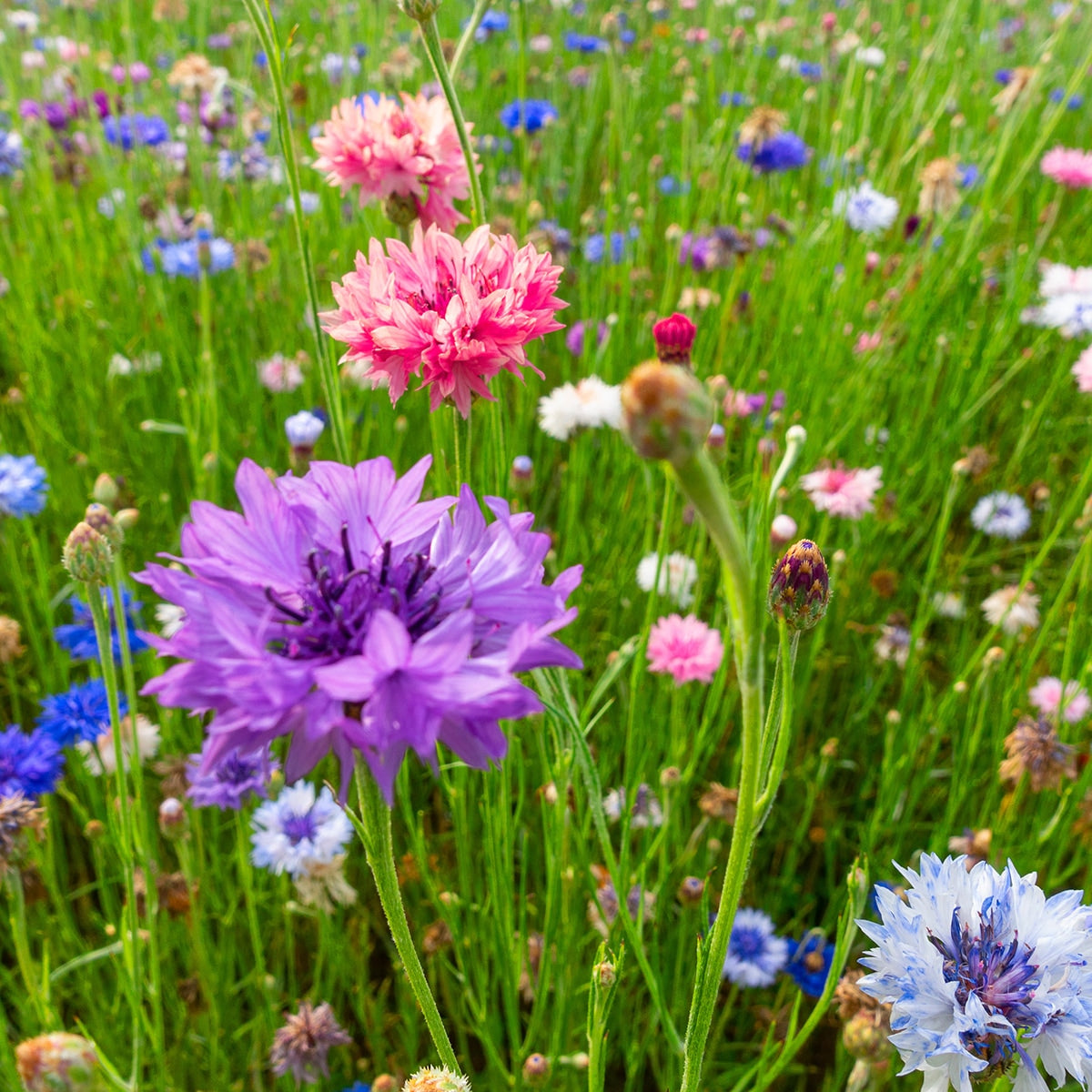 Bachelors Buttons Growing in field