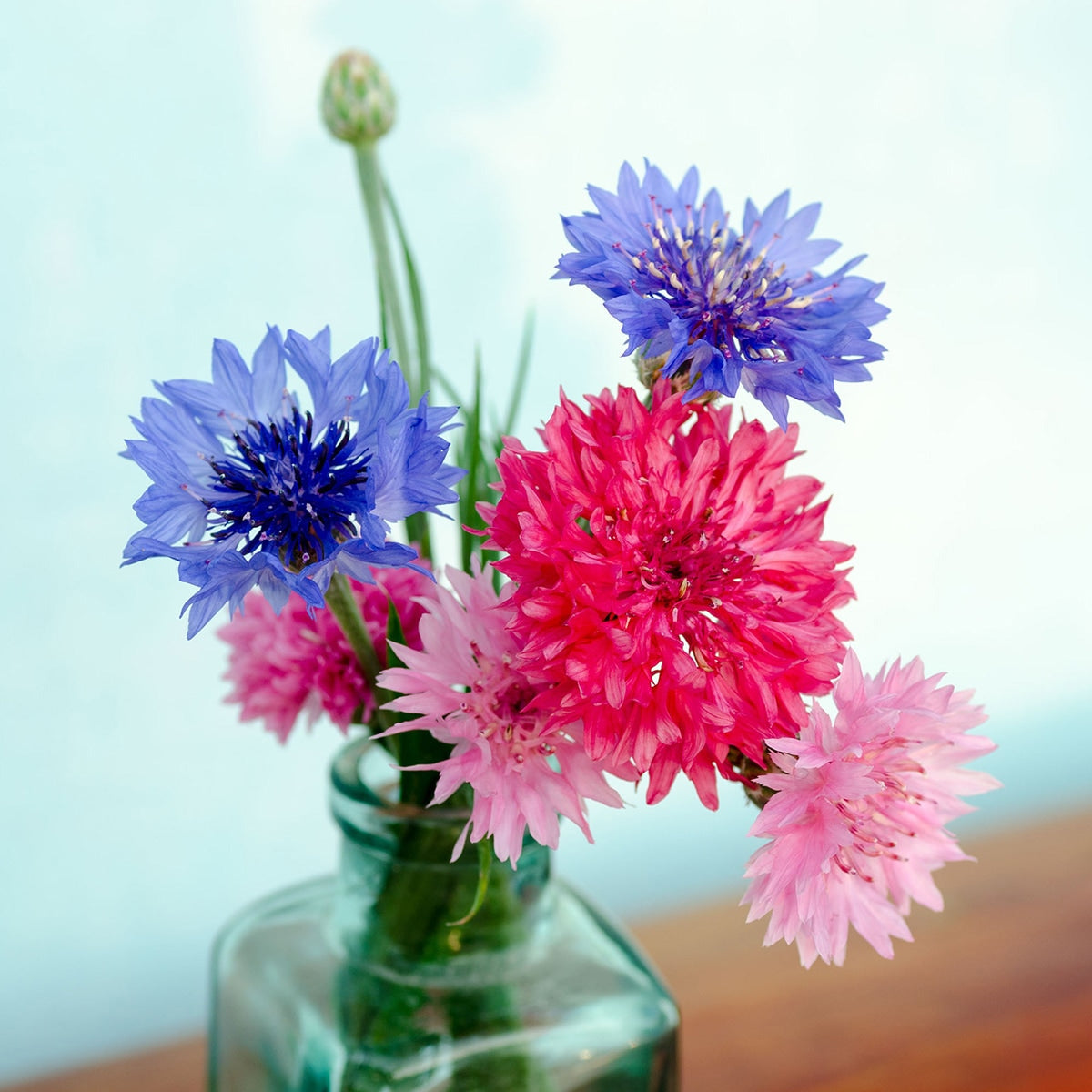 Bachelors Buttons in a vase 